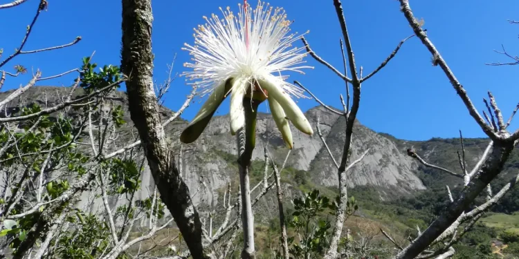 Espírito Santo: Estudo em morros encontra espécies resistentes ao calor
