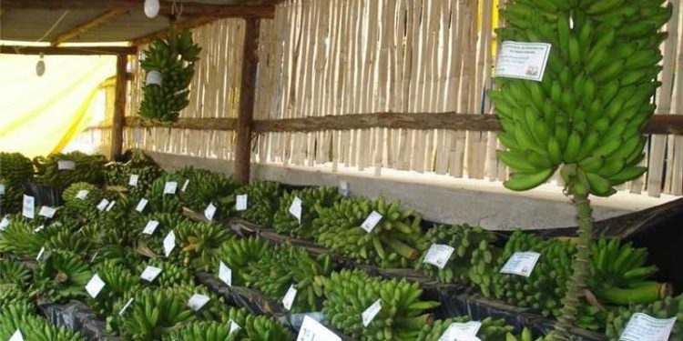 Alfredo Chaves: Concurso de Bananas terá premiação de R$ 8 mil