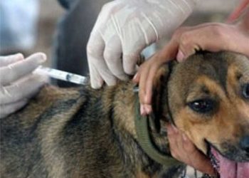 Alfredo Chaves: Saúde inicia Campanha de Vacinação Antirrábica 2025