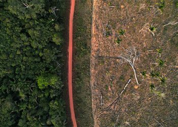 Brasil: Madeireiros ilegais lucram com projetos de créditos de carbono