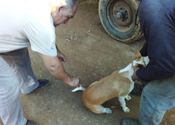Anchieta: Campanha de vacinação contra a raiva chega ao interior