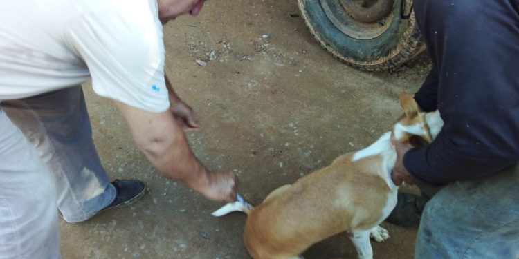 Anchieta: Campanha de vacinação contra a raiva chega ao interior