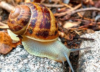 Piúma: Prefeitura alerta sobre os risco do Caramujo Africano