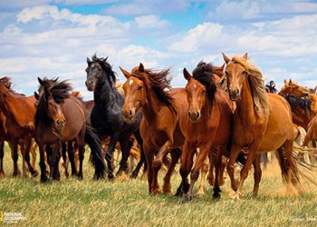 Brasil: Mais de 240 cavalos já morreram por ração contaminada