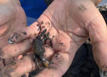 Anchieta: Equipe do RDS Papagaio colabora em projeto de preservação dos manguezais de Guarapari
