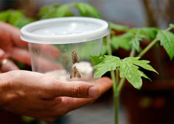 Pesquisa: Israelenses descobrem que os insetos ouvem quando as plantas falam