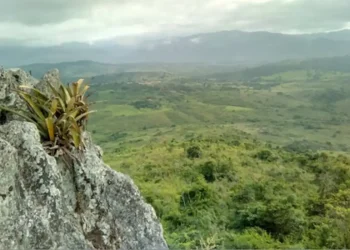 Brasil: Pesquisador indígena cataloga 150 plantas medicinais de seu território