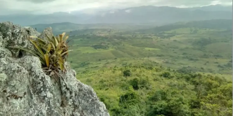 Brasil: Pesquisador indígena cataloga 150 plantas medicinais de seu território