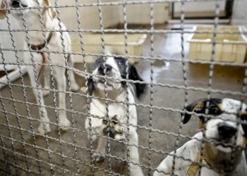 Câmara Federal: Projeto de Lei proíbe uso de animais em testes cosméticos