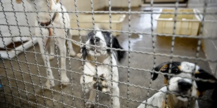 Câmara Federal: Projeto de Lei proíbe uso de animais em testes cosméticos