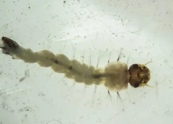 Ciência: Brasil inaugura maior biofábrica do mundo de mosquitos “do bem”