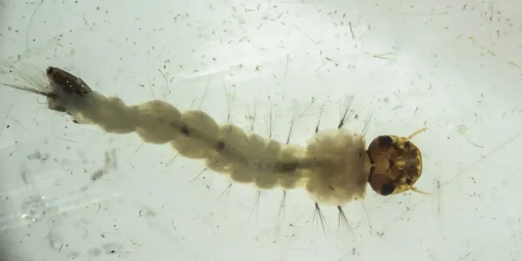 Ciência: Brasil inaugura maior biofábrica do mundo de mosquitos “do bem”