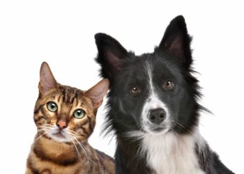 Alfredo Chaves: A importância da vacinação de cães e gatos em tempo de escassez do soro antirrábico