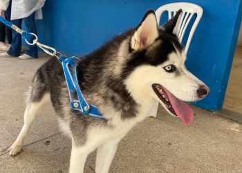 Espírito Santo: Seama realiza vacinação emergencial contra cinomose canina em Muqui