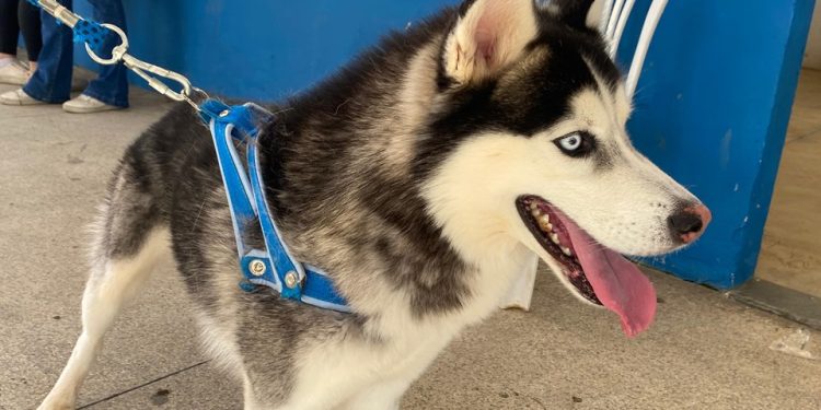 Espírito Santo: Seama realiza vacinação emergencial contra cinomose canina em Muqui