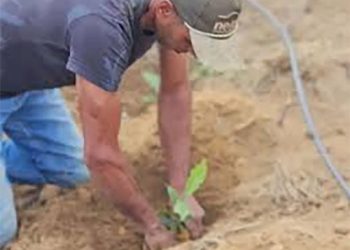 Presidente Kennedy: Prefeitura entrega mudas de café a produtores rurais