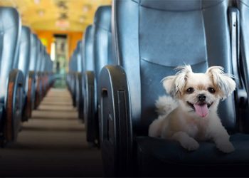 Turismo: O que você precisa saber para viajar de ônibus com seu pet