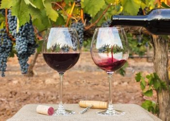 Espírito Santo: Seminário aborda produção de uvas de inverno e vinhos finos