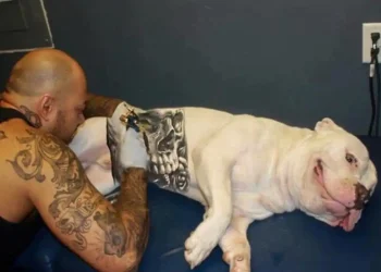 Brasil: Governo sanciona lei que proíbe tatuagens e piercings em cães e gatos