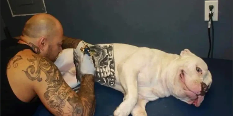 Brasil: Governo sanciona lei que proíbe tatuagens e piercings em cães e gatos