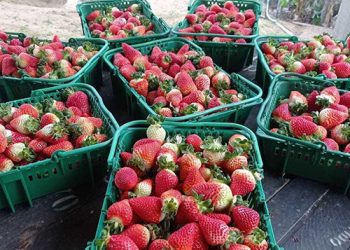 Alfredo Chaves: Produção de morangos em alta em São Bento de Urânia