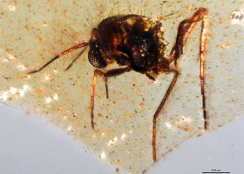 Equador: Âmbar revela insetos da era dos dinossauros