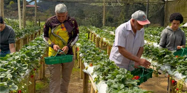 Alfredo Rural: Conheça histórias inspiradoras e a força do agricultura alfredense