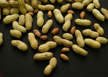 Saúde: Conselhos para alimentar bebês com amendoim ajudaram milhares de crianças a evitar alergias