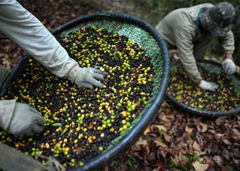 Brasil: Pássaro Jacu desrespeita tarifas dos EUA enquanto setor de café especial sofre