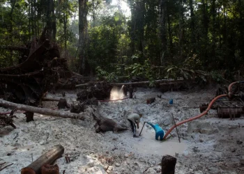 América Latina: Operação da Interpol contra crimes ambientais resulta em 225 prisões