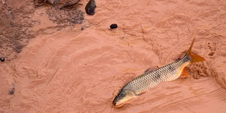 Mariana: Samarco e Vale são multadas em mais de R$ 1,8 bilhão