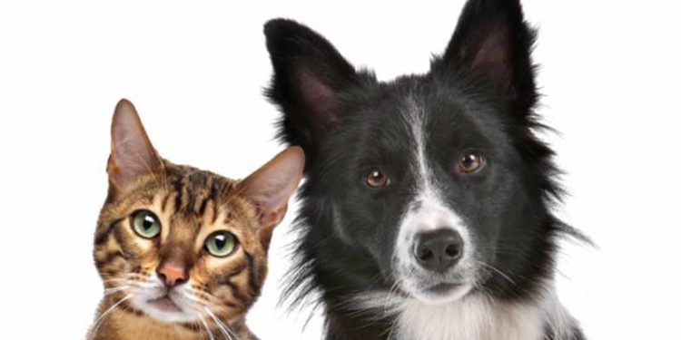 Alfredo Chaves: Prefeitura abre inscrições para a campanha de castração de cães e gatos