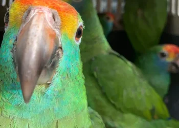 Espírito Santo: Saiba a diferença legal e prática entre animais silvestres e exóticos e quais são considerados ‘pets domésticos legalizados’