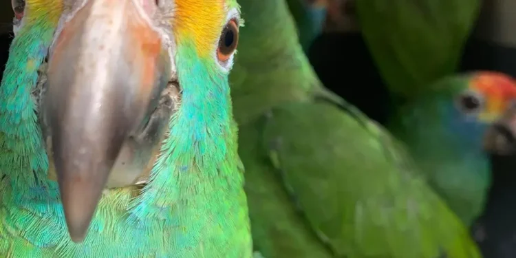 Espírito Santo: Saiba a diferença legal e prática entre animais silvestres e exóticos e quais são considerados ‘pets domésticos legalizados’