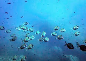 Pesquisa: Mineração em alto-mar pode colapsar cadeia alimentar dos oceanos