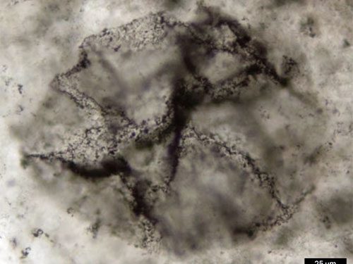 Ciência: Novo método detecta sinais de vida primordial na Terra em rochas antigas