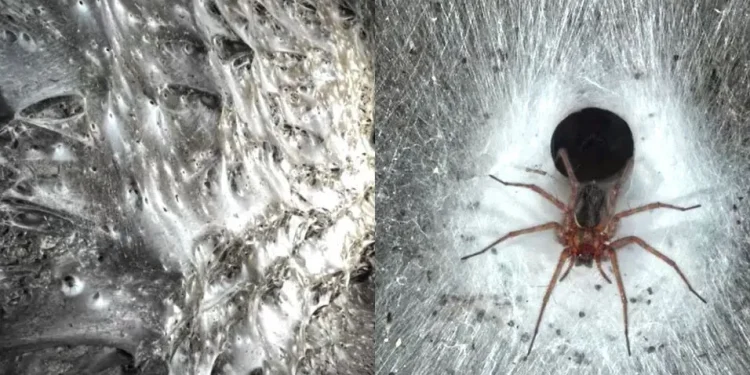 Ciência: Teia com mais de 100.000 aranhas é descoberta em caverna na Europa