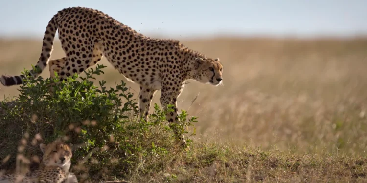 Ciência: Banco de esperma para guepardos poderá um dia salvar o animal terrestre mais rápido do mundo