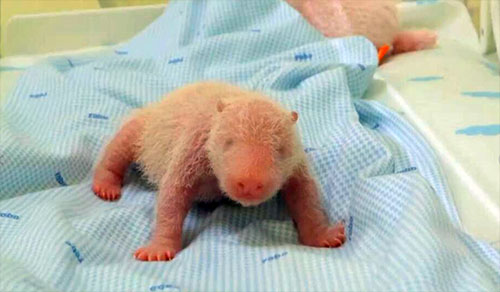 Indonésia: Parque de conservação comemora o primeiro filhote de panda gigante nascido no país