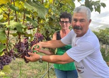 Alfredo Chaves: Porteiras abertas para a colheita de uva