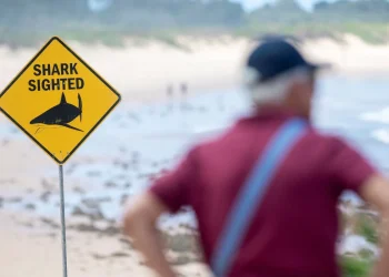 Austrália: Praias de Sydney são fechadas após três ataques de tubarão em 26 horas