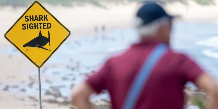 Austrália: Praias de Sydney são fechadas após três ataques de tubarão em 26 horas