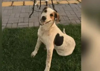 Paraná: Cachorro comunitário Abacate é morto por um tiro