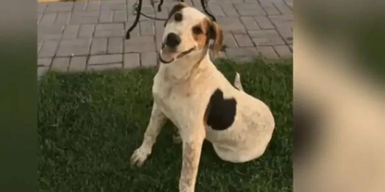 Paraná: Cachorro comunitário Abacate é morto por um tiro