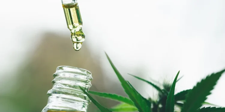 Saúde: Anvisa avança em proposta para regularizar produção de cannabis medicinal