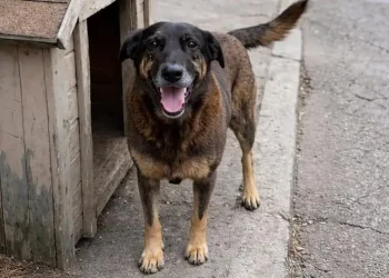 Cão Orelha: Entenda o que aconteceu