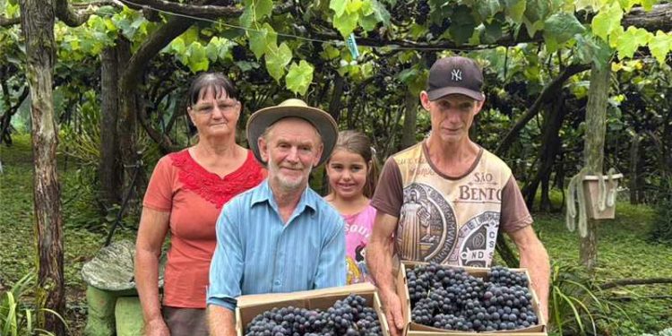 Alfredo Chaves: Viticultor Severino Busato recebe visitantes diariamente em São Bento de Urânia