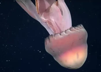 Oceano Pacífico: Raríssima água-viva fantasma gigante é registrada em águas profundas