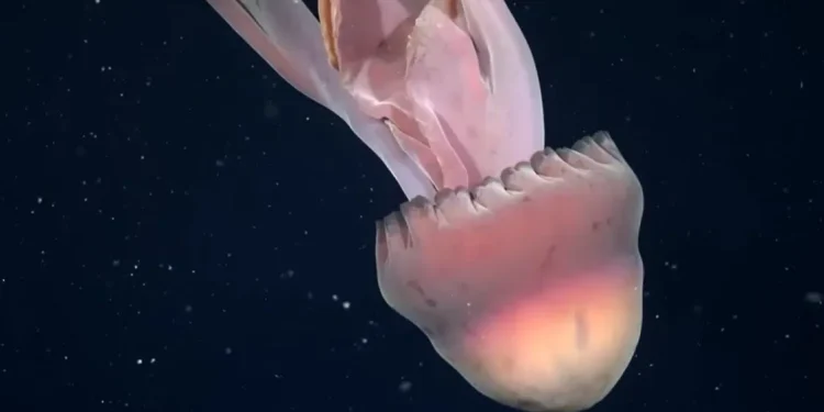 Oceano Pacífico: Raríssima água-viva fantasma gigante é registrada em águas profundas
