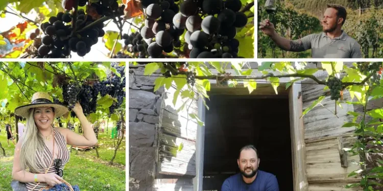 Enoturismo:  Vindima transforma vinícolas em palco de experiências